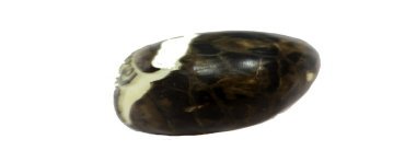 Hibou gravé sur la graine de tagua