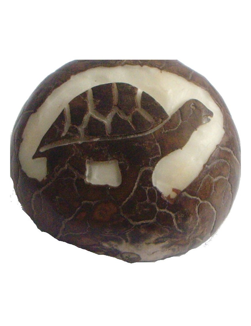Graine de tagua gravure tortue de terre