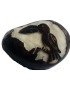 Graine de tagua gravure toucan