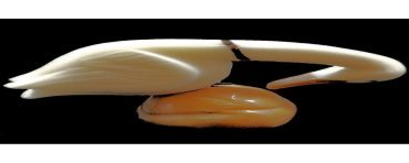 Oie taillé dans la graine de tagua