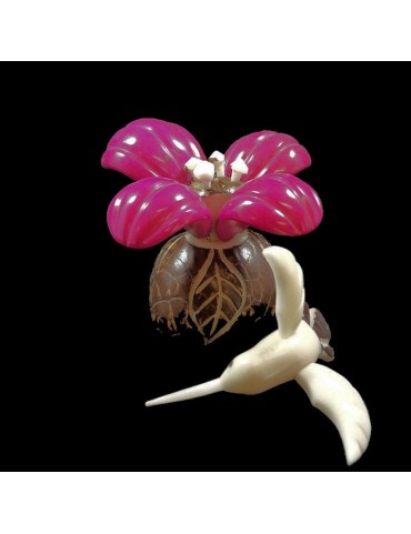Colibri sur hibiscus taillé dans la graine de tagua