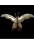 Papillon taillé dans la graine de tagua 