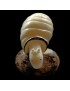 Escargot taillé dans la graine de tagua