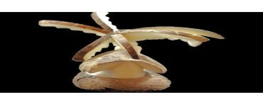 Palmier case taillé dans la graine de tagua
