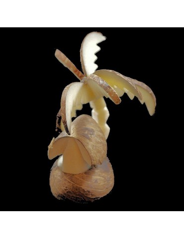 Palmier case taillé dans la graine de tagua