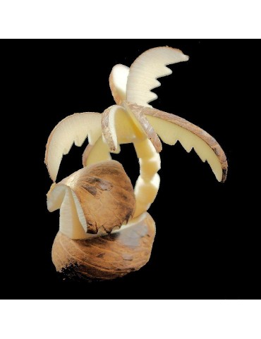 Palmier case taillé dans la graine de tagua