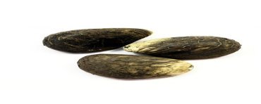 3 Graines brutes moyennes en tagua