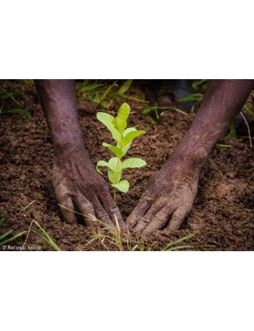 1 arbre planté avec Reforest'Action