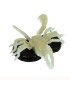 Scorpion taillé dans la graine de tagua 