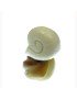 Fossile Ammonite en Tagua ou ivoire végétal sur socle