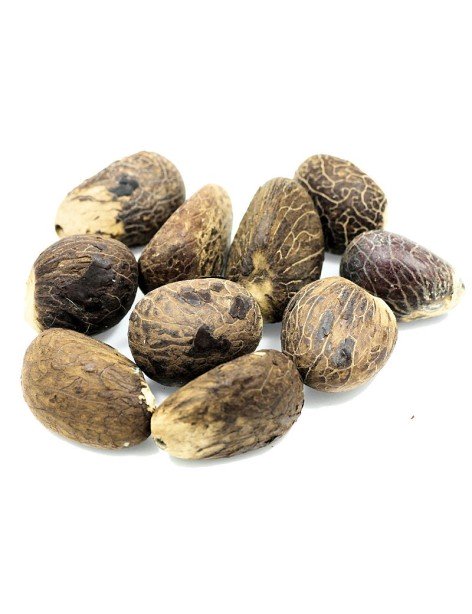 10 Graines brutes moyennes en tagua 10 Graines brutes moyennes en tagua