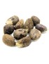 10 Graines brutes moyennes en tagua