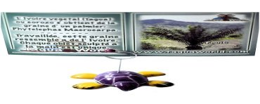 Porte carte tortue 