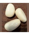 Trois graines de tagua polies