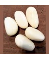 Cinq graines de tagua polies