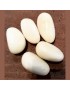 Cinq graines de tagua polies