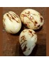 Trois graine de tagua marbrées