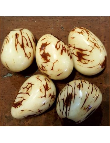 Cinq graines de tagua marbrées