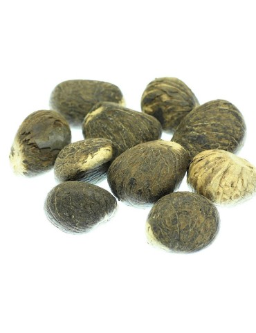 Petites graines brutes en tagua