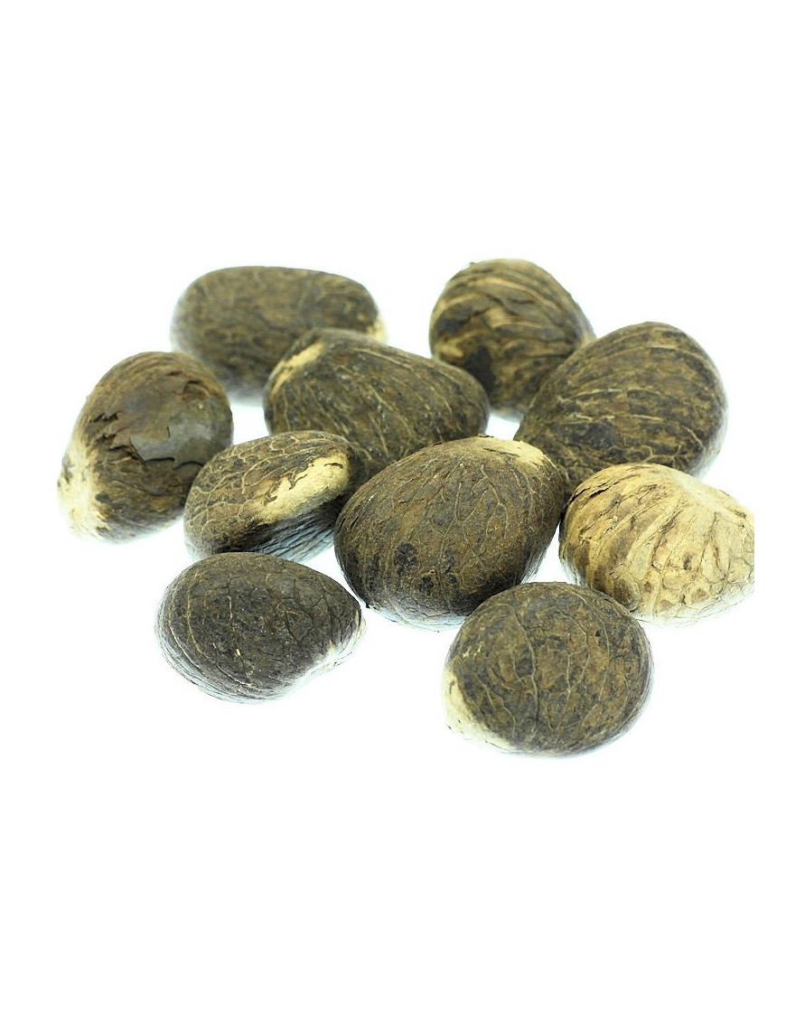 Petites graines brutes en tagua